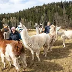 Neubichler Alm * פידינג